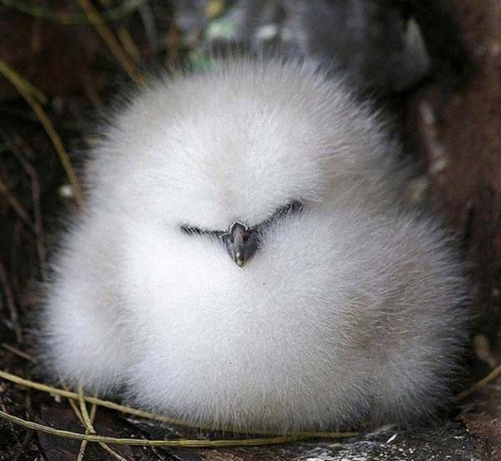 25 Super Cute Fluffballs - This fluffy bird adorably looks like a cotton ball!