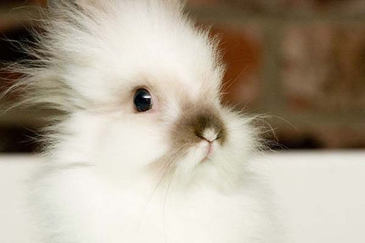 25 Super Cute Fluffballs - This fluffy bunny is ready for cuteness.