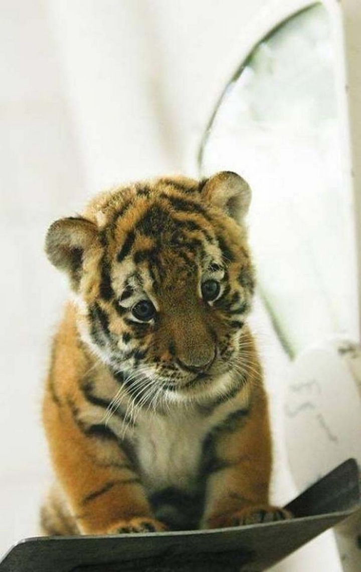 25 Super Cute Fluffballs - Tiger cubs are fluffy and look at those paws!