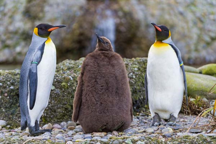 25 Super Cute Fluffballs - Now, that is one fluffy penguin...
