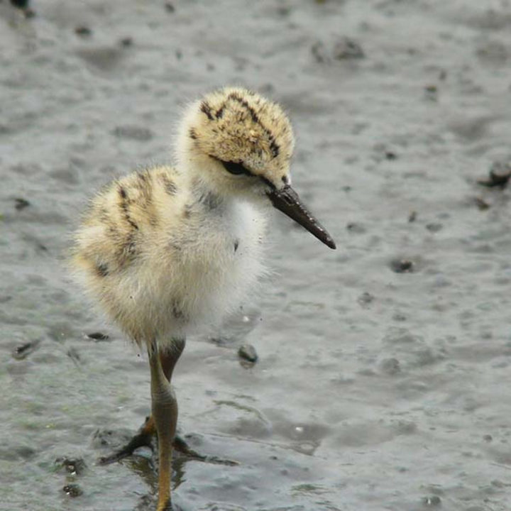 25 Super Cute Fluffballs - This fluffy bird looking all pretty.