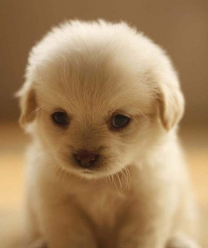 25 Super Cute Fluffballs - That cute face I could hug all day.