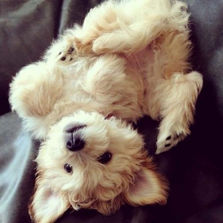 25 Super Cute Fluffballs - He wants to play and I have all day!