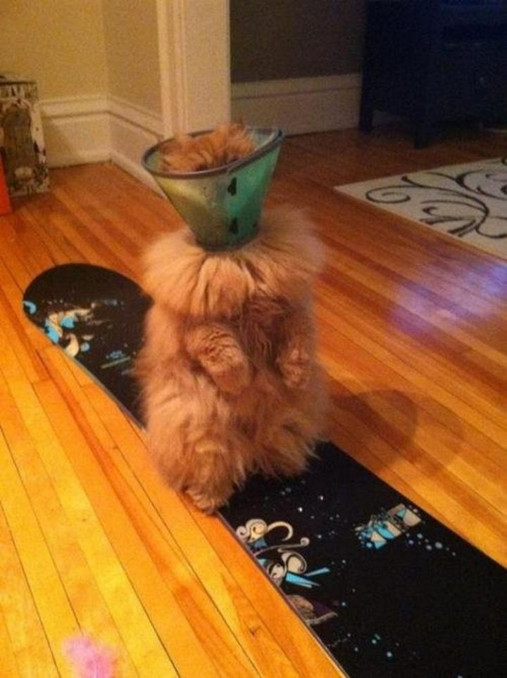 25 Super Cute Fluffballs - That is the fluffiest lamp I have ever seen! ;)