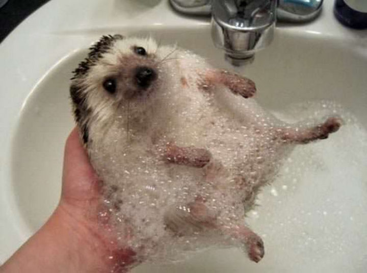 26 Life Lessons We Can Learn From Animals - Happiness is a long, hot relaxing bath.