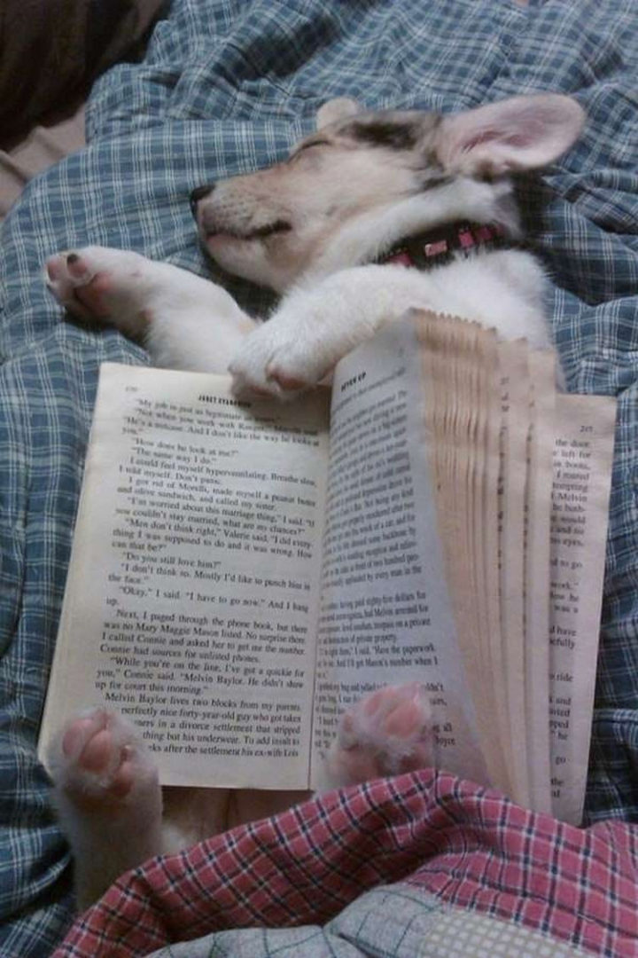 26 Life Lessons We Can Learn From Animals - Curl up with a good book.