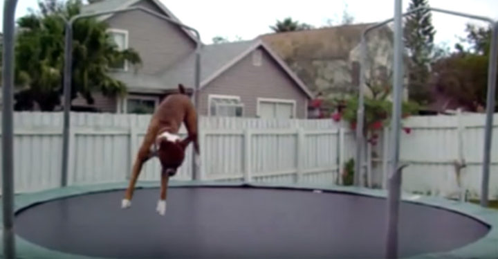Watch Animals Jumping on Trampolines and Having Fun.