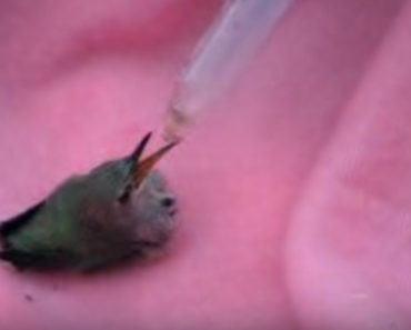 Attacked Baby Hummingbird Gets Rescued by a Kind Teen