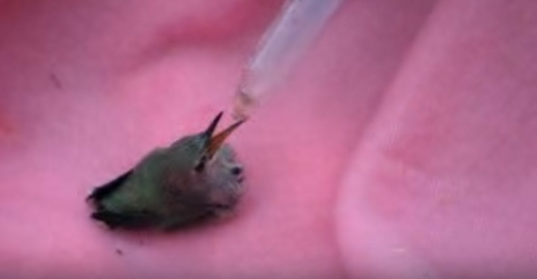 Attacked Baby Hummingbird Gets Rescued by a Kind Teen.