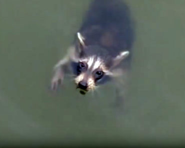 A Raccoon Lay Helpless in the Water. What These Boaters Did Next Was Awesome!