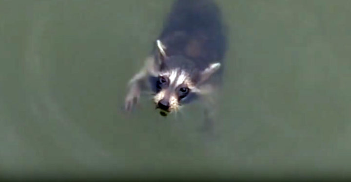 Boaters Rescue a Helpless Raccoon in Swann Creek.