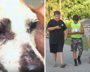A Family Goes Out for a Walk and Rescues an Abused Dog While Playing Pokémon Go