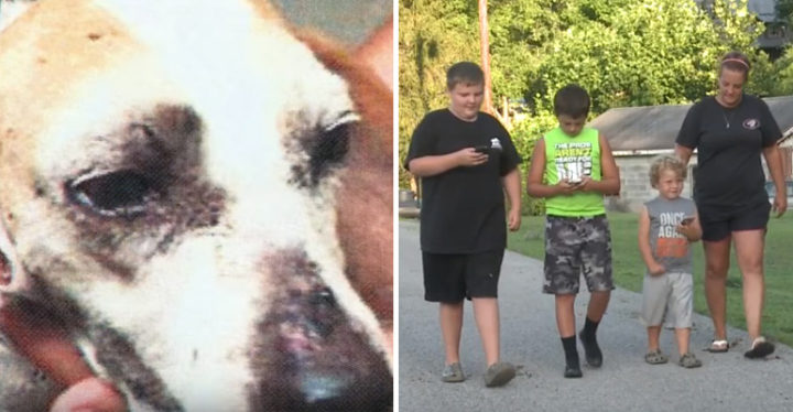 Family Rescues an Injured Dog While Playing Pokemon Go.