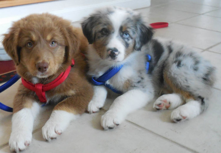 The family named their dogs Booker and Tiberius and these two brothers are inseparable.