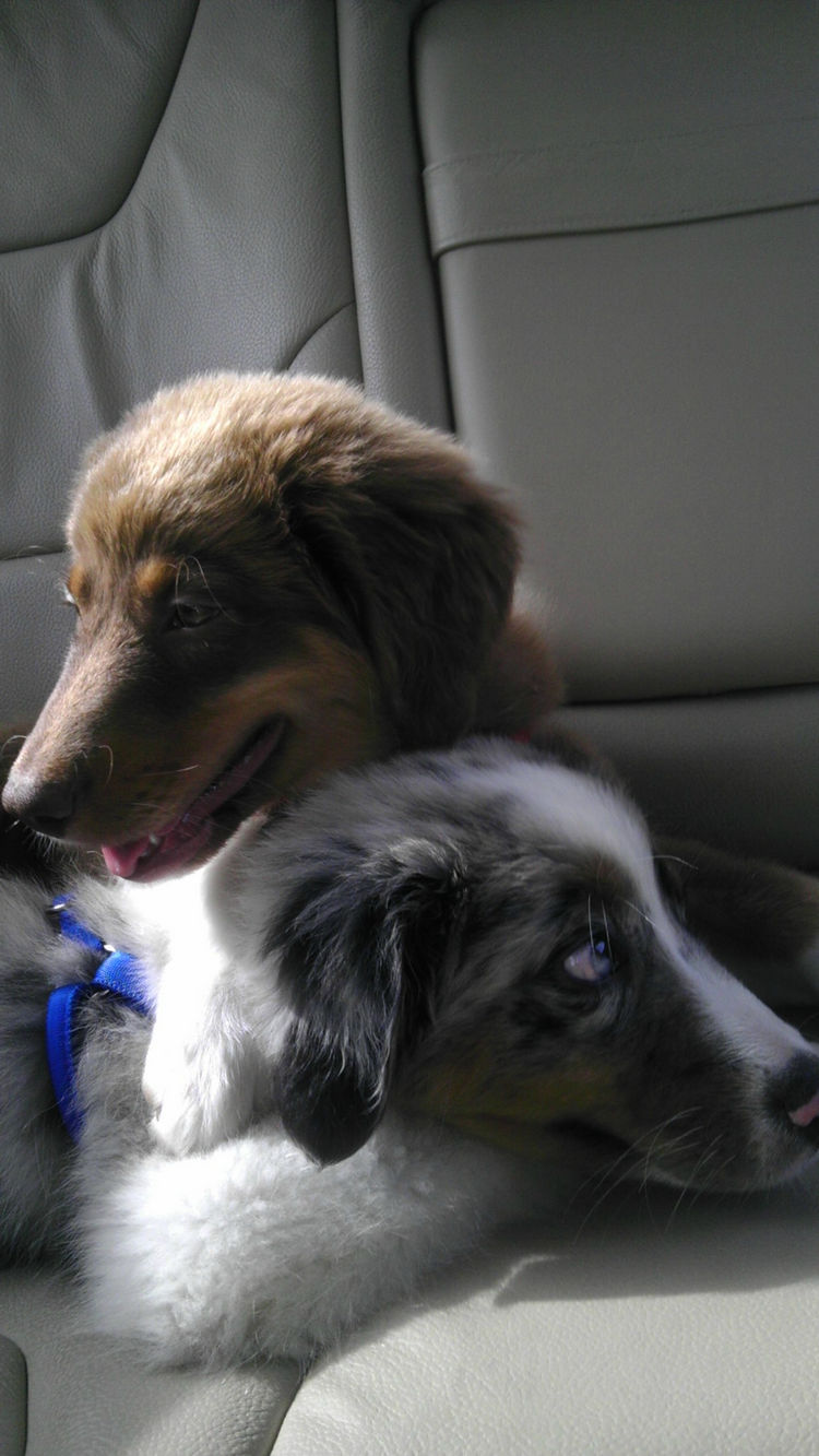 Tiberius couldn't ask for a better companion than his own brother.