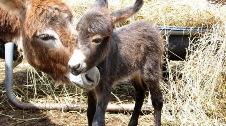 Female miniature donkeys are named "jennets", male donkeys are named "jacks", and babies are named "foals."