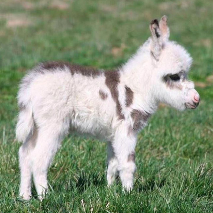 Who wouldn't want one of these little cuties running around their yard? :)