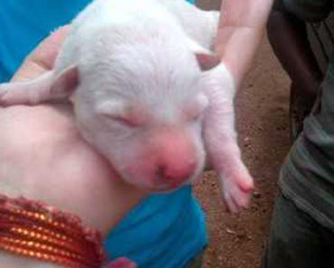 He Was Found Alone and Whimpering. This Newborn Puppy’s Story Will Warm Your Heart.