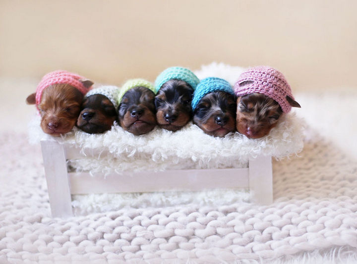 Proud Sausage Dog Poses for Maternity Photoshoot With Her Little Sausages.