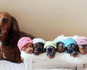 Proud Sausage Dog Poses for Maternity Photoshoot With Her Little Sausages
