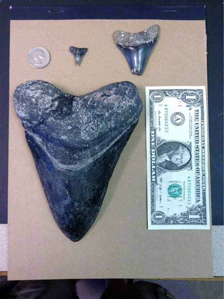 Scuba Diver Finds Megalodon Tooth off the West Coast of Venice Beach