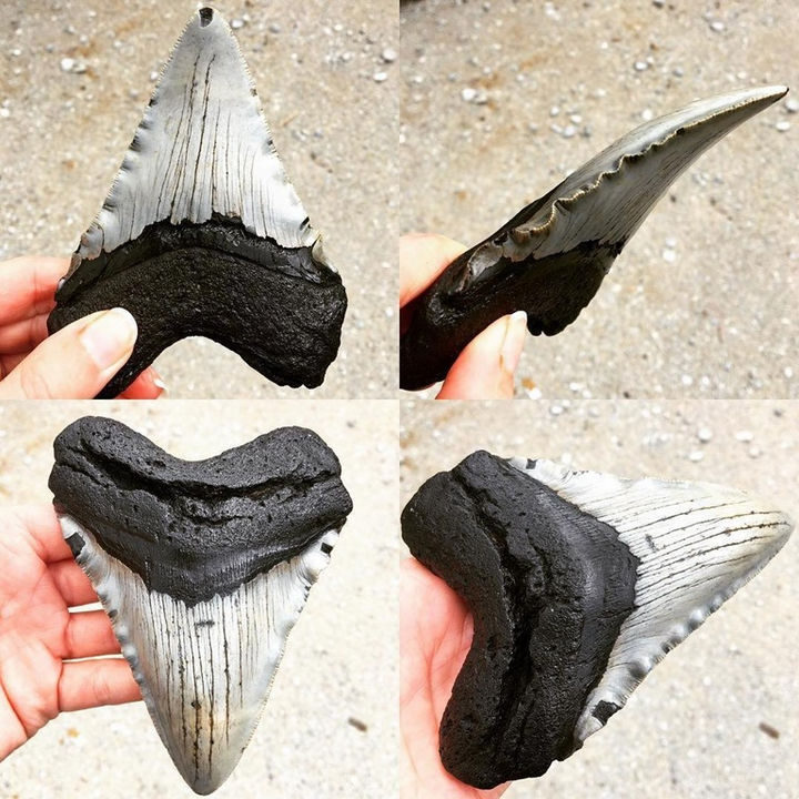 Many megalodon teeth are recovered by divers every year and another tooth was recently recovered in early 2016 in North Carolina.