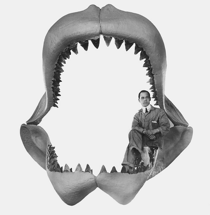 This is one shark you wouldn't want to encounter today. Megalodon sharks went extinct approximately 2.6 million years ago.