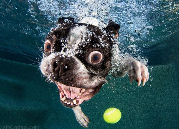 18 Funny Photos of Dogs Fetching Balls Underwater - Seth Casteel