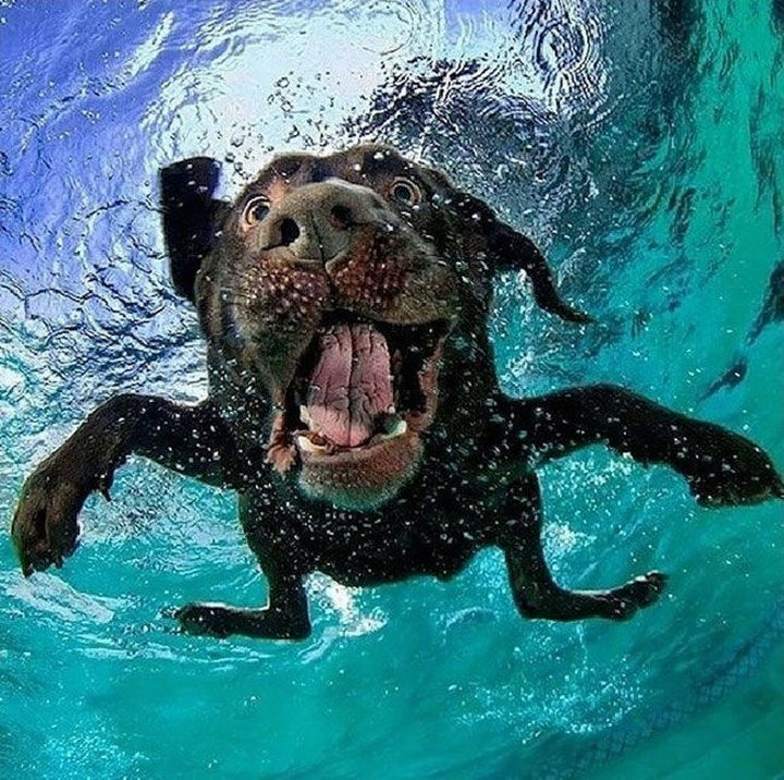 18 Photos of Dogs Fetching Balls Underwater Phographer Seth Casteel