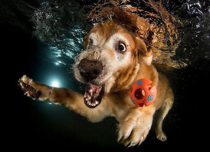 18 Funny Photos of Dogs Fetching Balls Underwater - Seth Casteel