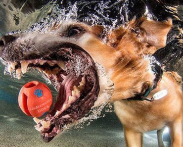 18 Funny Photos of Dogs Fetching Balls Underwater