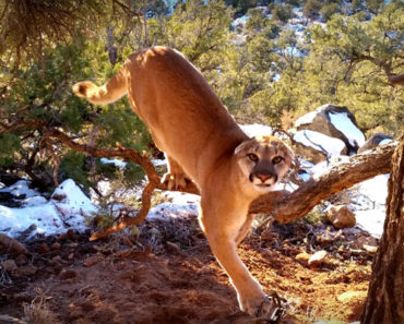 Two Men Spot a Large Cougar Stuck in a Trap and Bravely Help Free Him