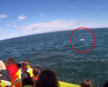 People Were out Whale Watching but They Never Expected to See THIS!