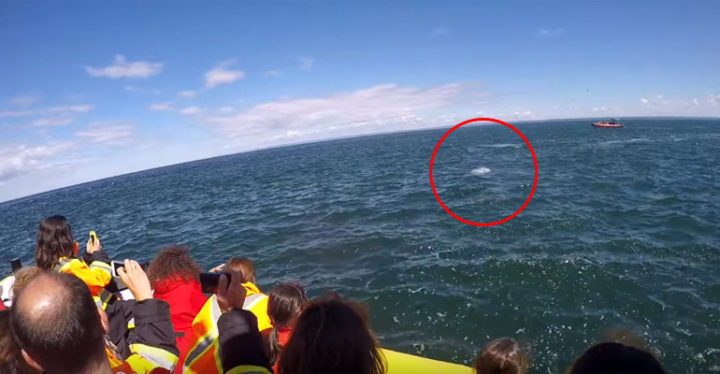 Whale Watchers Get Incredible View of Finback Whale in Quebec.