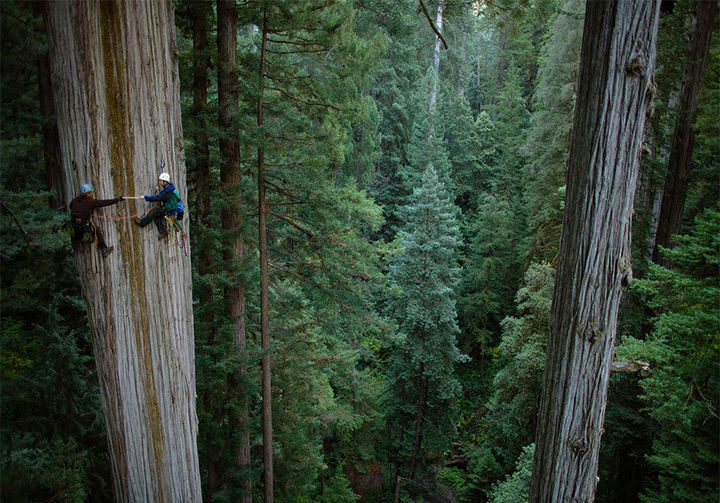 32 People Who Look Fear in the Eyes - Hanging out on a 750-year-old sequoia tree.