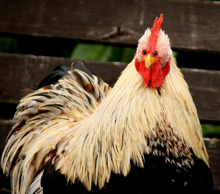 For some reason, I thought chickens already looked this way.