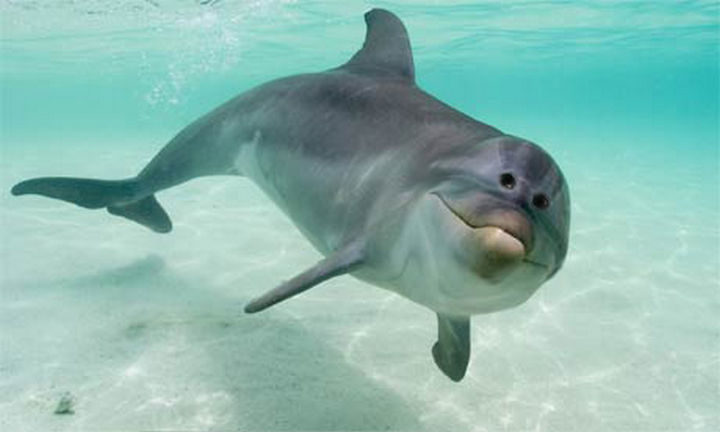 Unlike the shark, dolphins are perfect the way they are. They're adorable with their eyes on the side of their heads.