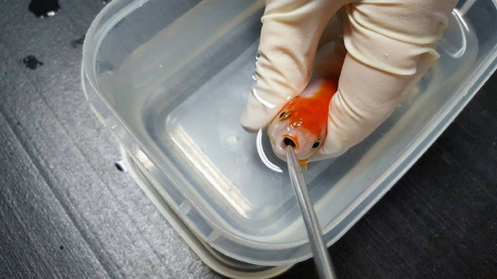 The vets dripped an anesthetic in the water and when the goldfish was asleep, they prepped to have it removed.