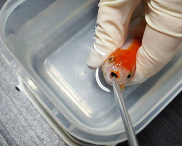 A Woman Spent $500 to Save Her Choking Goldfish. You Can’t Put a Price on Love…