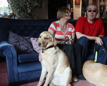Blind Couple Find True Love With the Help of Their Guide Dogs