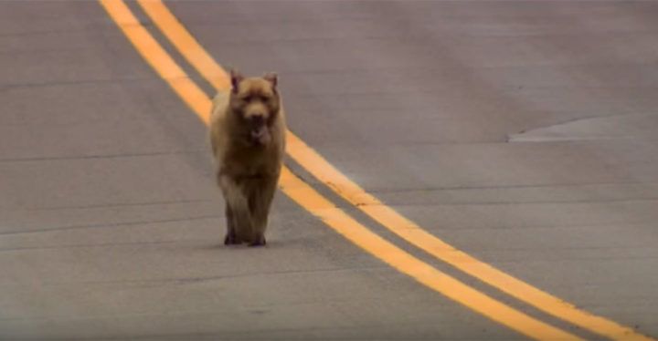Dog Walks 4 Miles to Town Every Single Day to Meet People.