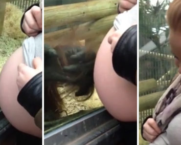 Adorable Orangutan Gets Emotional After Spending Time With an Expecting Mother