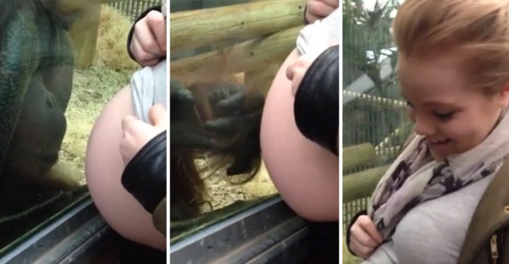 Orangutan Sheds Tear After Spending Time With Expecting Mother.