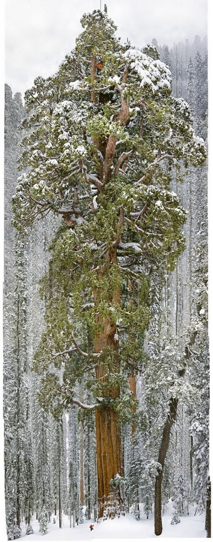 "The President" sequoia tree is the second largest tree in the world. It is 27 feet in diameter, 247 feet in length, has 2 billion leaves, and is 3,200 years old!