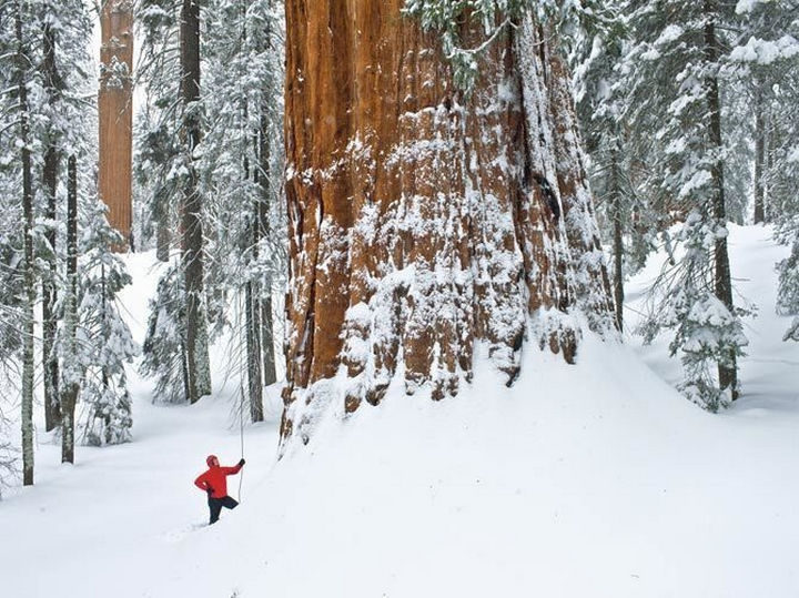 The size of the trunk next to this climber demonstrates just how huge this tree really is!
