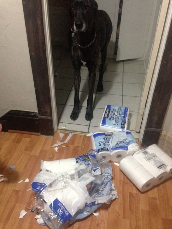 13 Dogs Feeling Guilty - "I don't know what came over me."