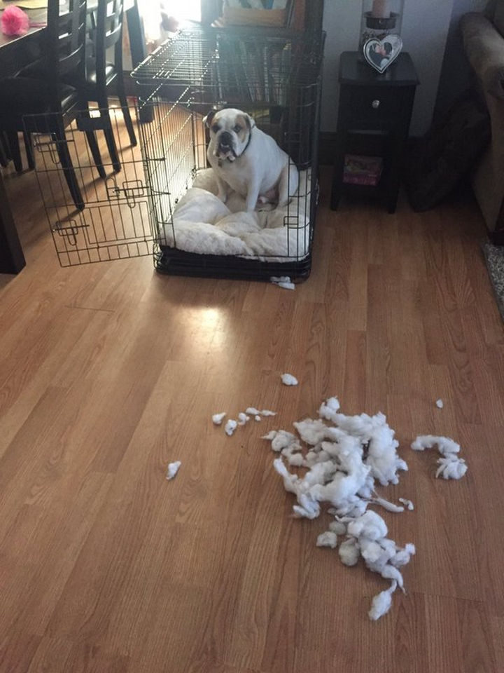 13 Dogs Feeling Guilty - "I got nervous."