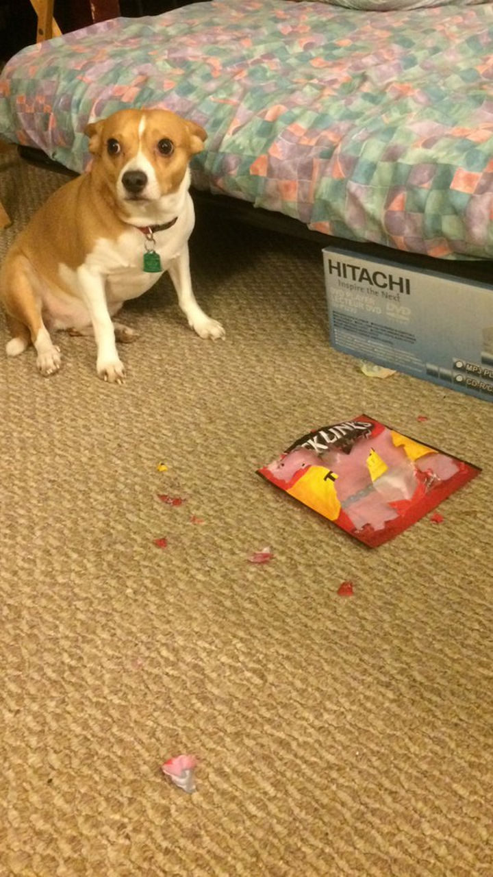 13 Dogs Feeling Guilty - "Were you really going to eat that beef jerky? It was delicious BTW."