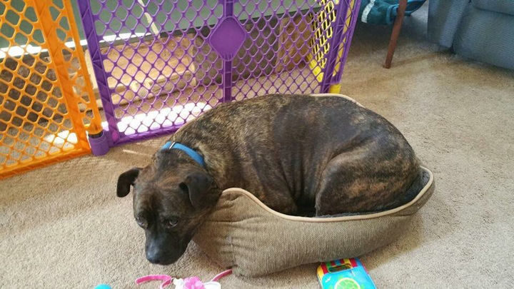 13 Dogs Feeling Guilty - "You caught me. I'm trying to sleep in the cat's bed."