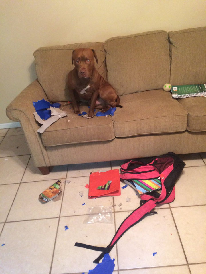 13 Dogs Feeling Guilty - "The books made me do it. They told me to eat your bookbag and binders."